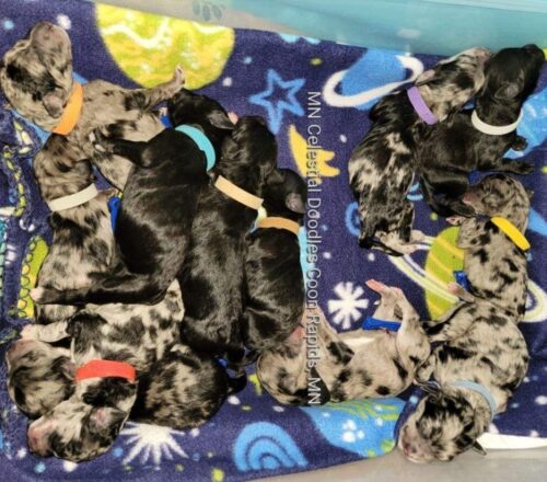 Nova’s puppies born 2.16.2021